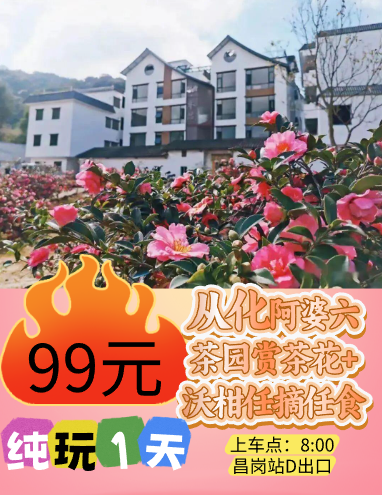 从化阿婆六赏茶花+沃柑任摘任食纯玩1天